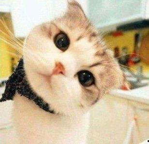 娱乐吃瓜酱神仙猫,揭秘娱乐圈背后的神秘故事