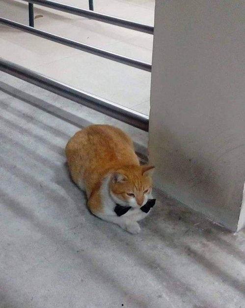 娱乐吃瓜酱替小猫赎身,娱乐吃瓜酱助力爱心行动